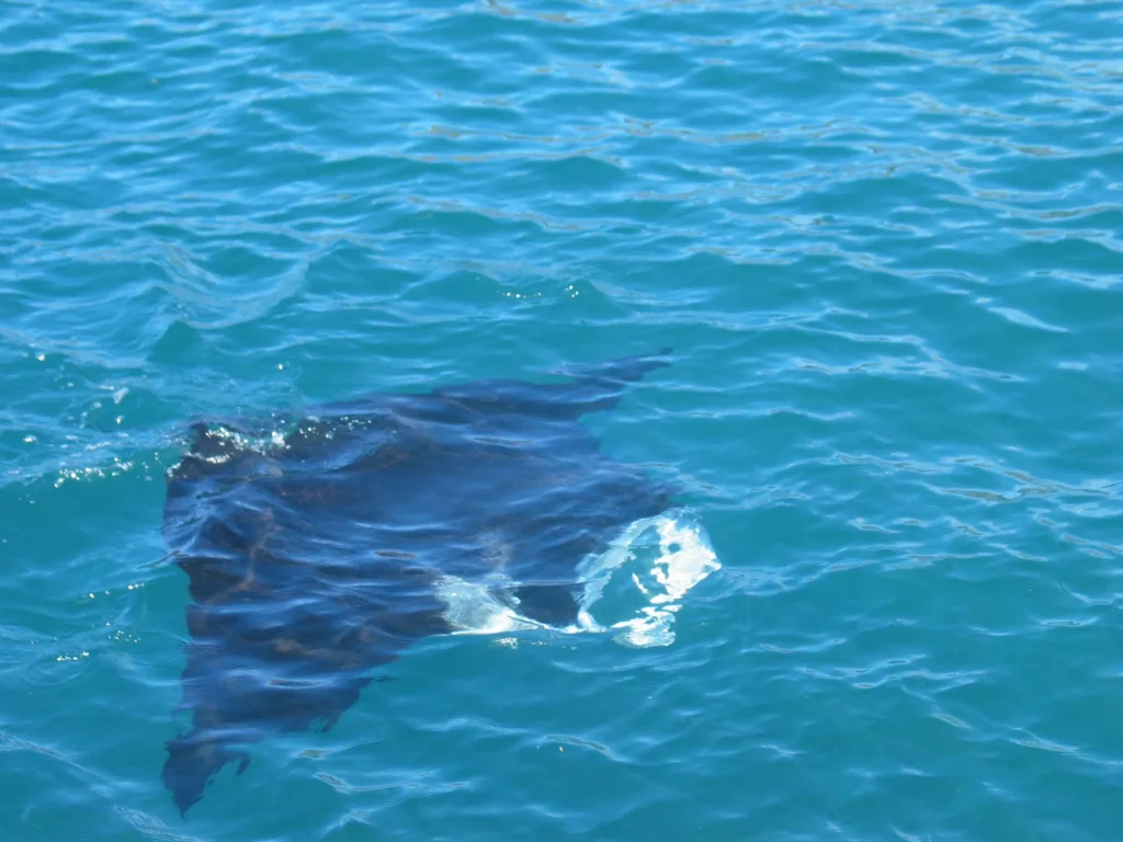 Raie Manta dans la baie de Taiohae à Nuku Hiva aux Marquises